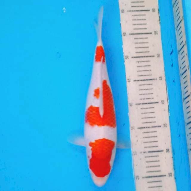 Sandan Kohaku