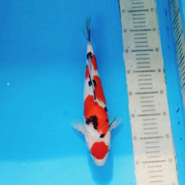 Maruten Taisho Sanshoku