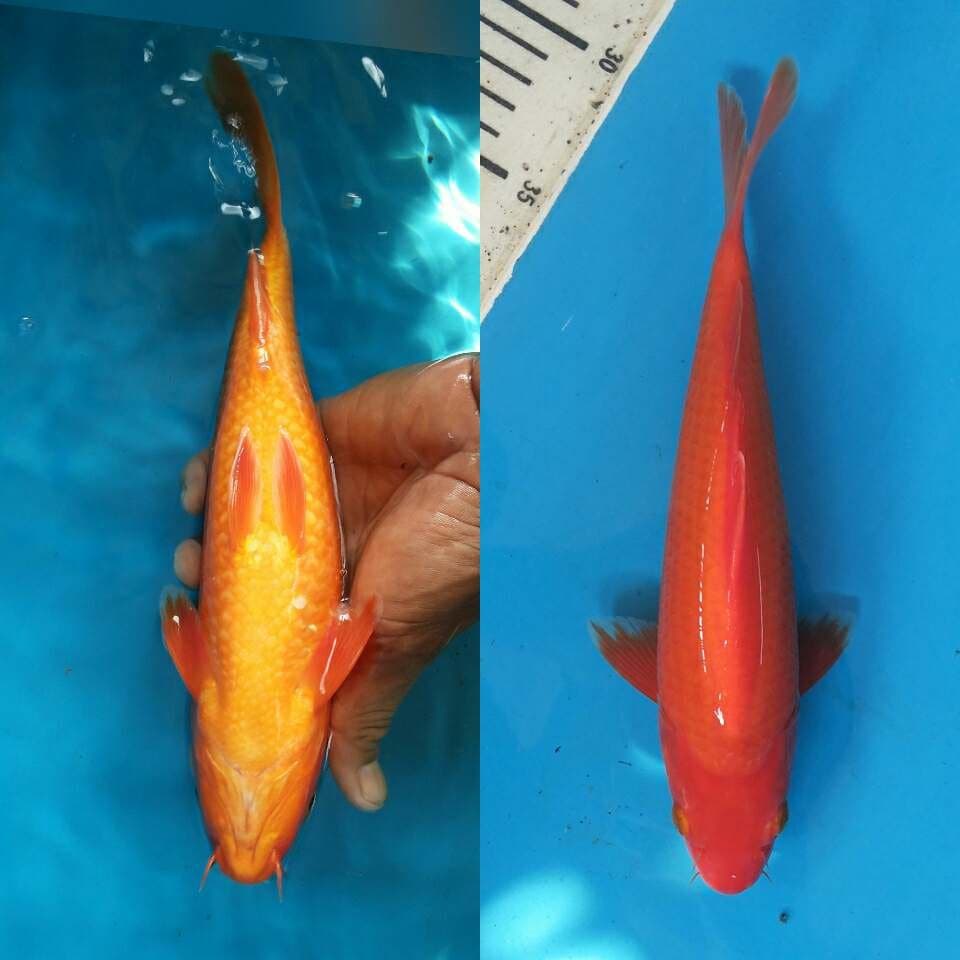 Special Aka hajiro