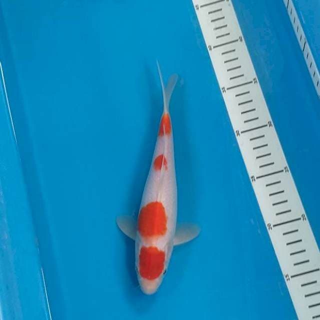 Kohaku