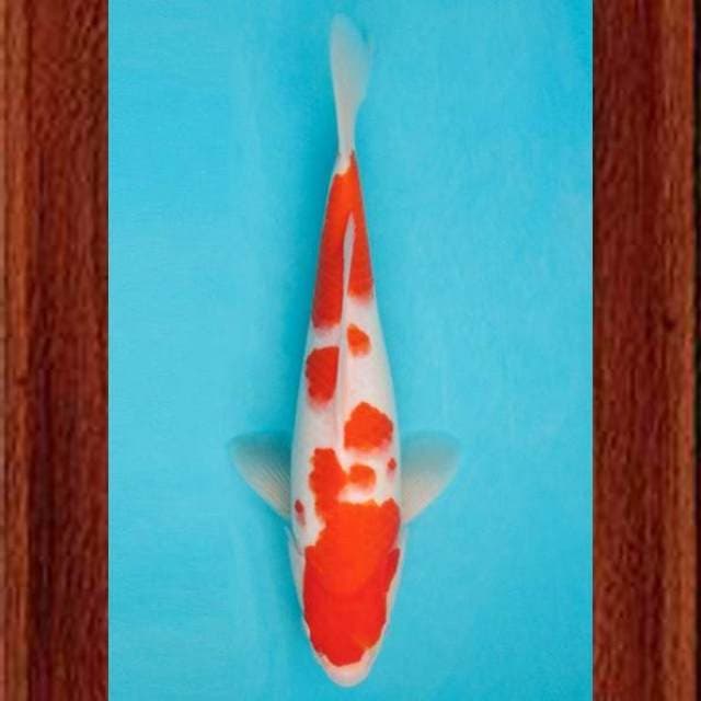 Near Koi - Strong Bone 32cm