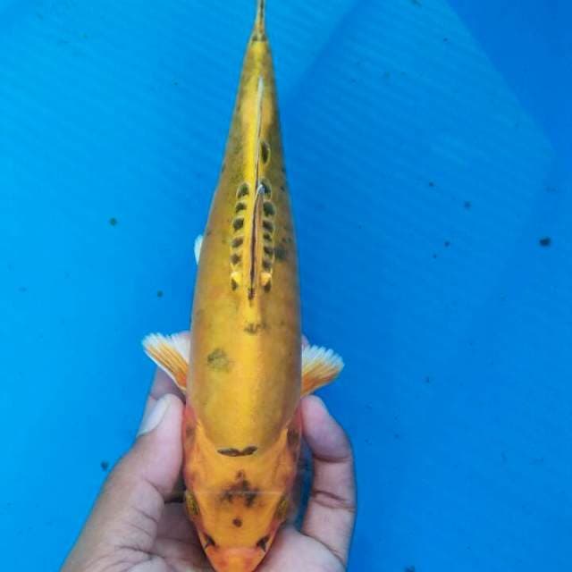 Kin kikokuryu 24cm