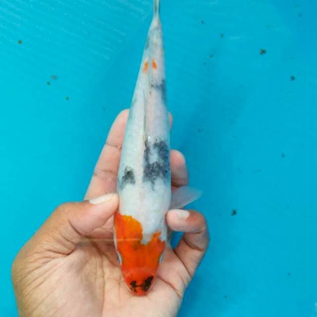 Showa 22cm