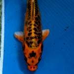 Mizhuo 23cm
