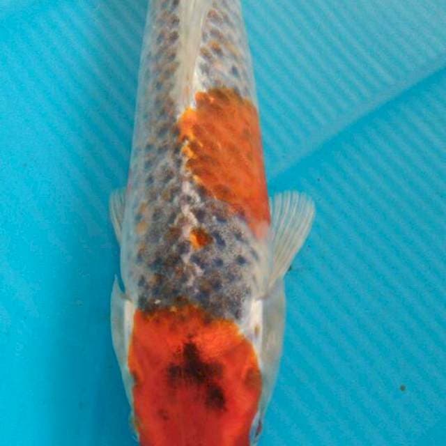 Goshiki 25cm