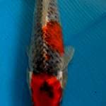 Goshiki 25cm