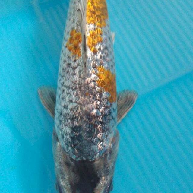 Ochiba ginrin 22cm