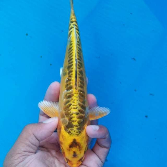 Mizhuoo jioss 22cm
