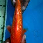 Beni goi ginrin jos 23cm