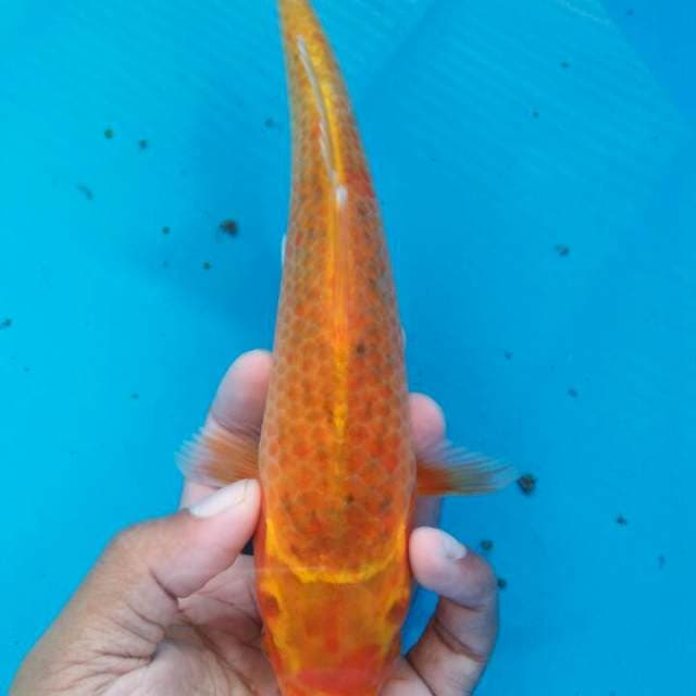 Akamatsuba unik 25cm