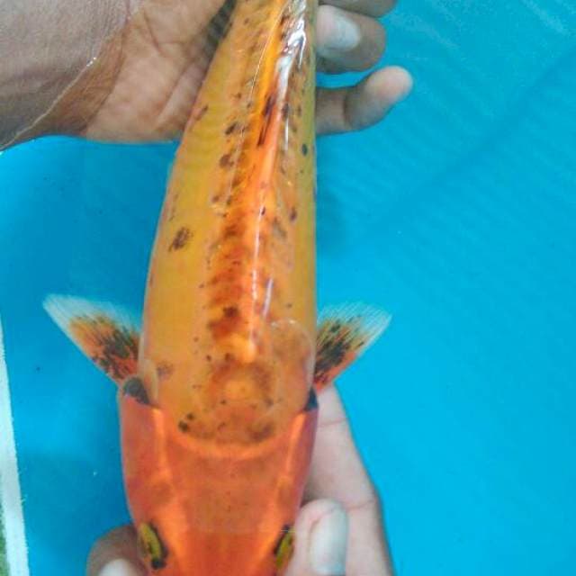Kawarimono 26cm