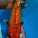 Kawarimono 26cm