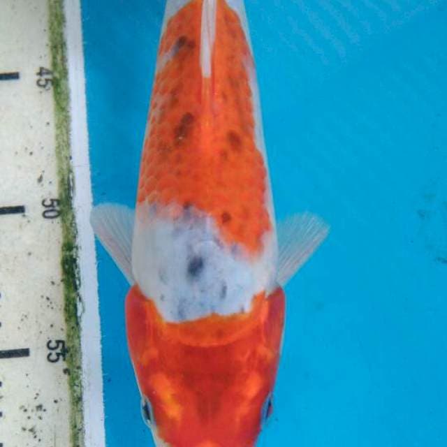 Goshiki 23cm