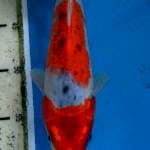 Goshiki 23cm