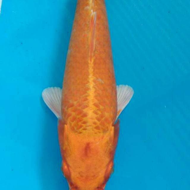 Yamabuki ogon 23cm
