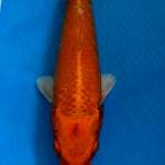 Yamabuki ogon 23cm