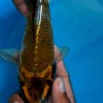 Ochiba 25cm