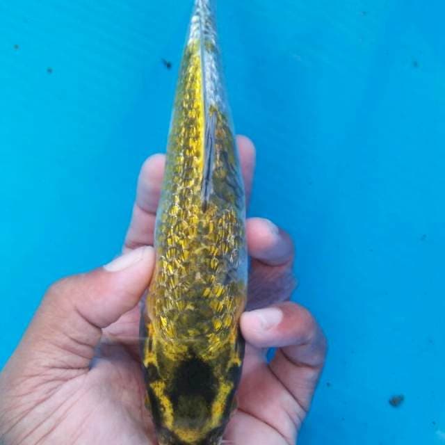 Kin ociba ginrin 23cm