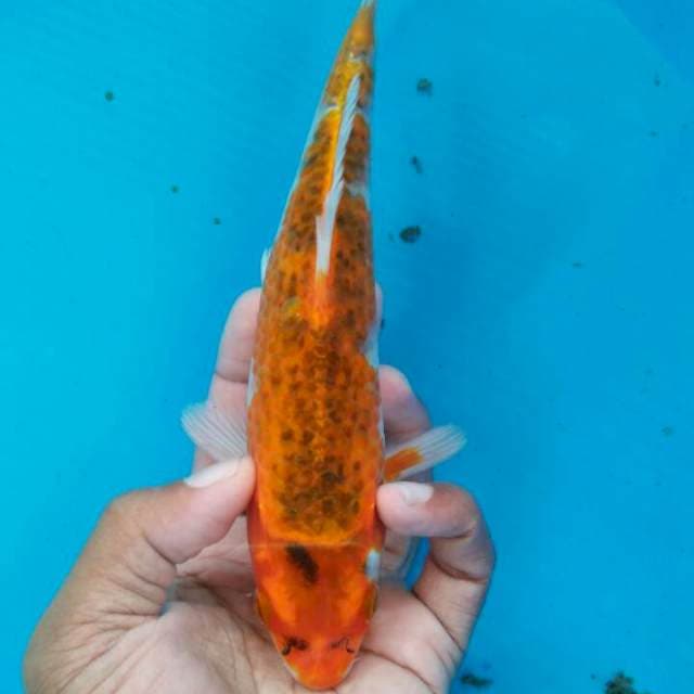 Aka Goshiki 22cm