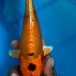 Kawarimono 23cm