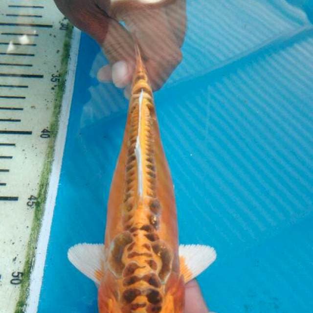 Mizhuo 22cm