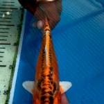 Mizhuo 22cm