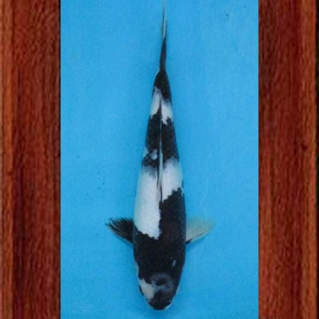 Near Koi - Dark Side Shiro 28cm