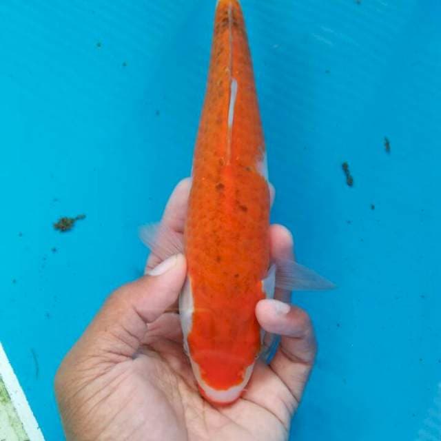 Goshiki straght 24cm
