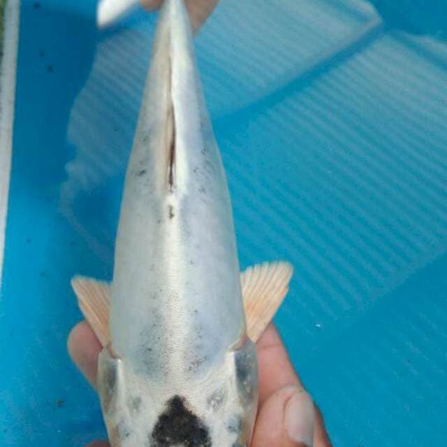 Kawarimono 24cm