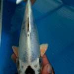 Kawarimono 24cm