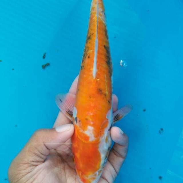 Benikumom 26cm