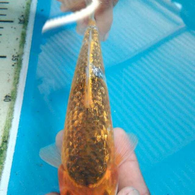 Goshiki ginrin 21cm