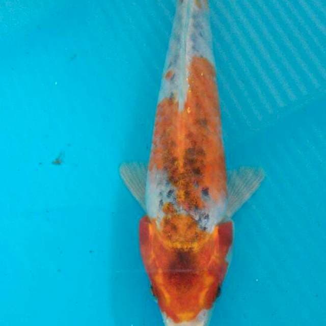 Goshiki 23cm