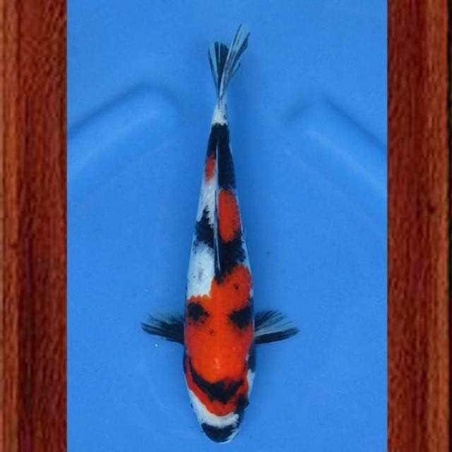 Near Koi - Showa 26cm