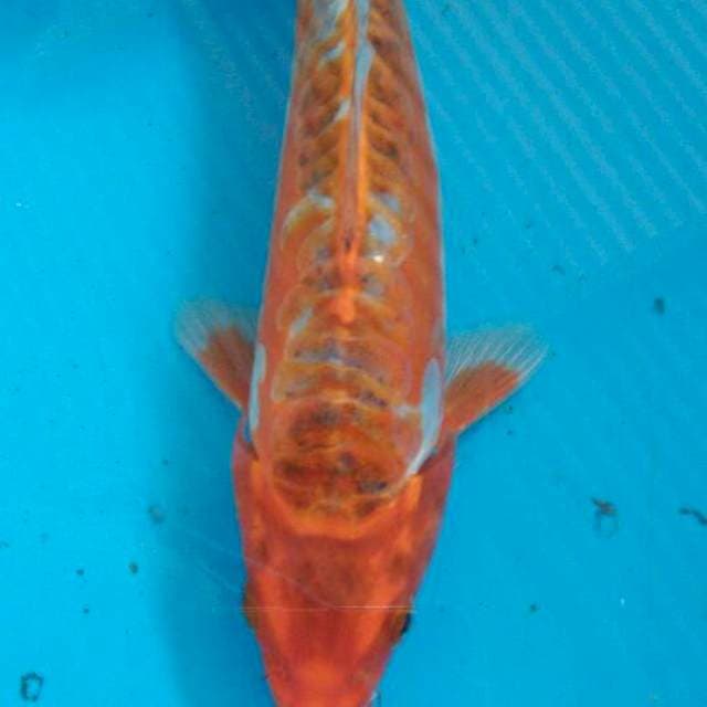 Goshiki doitsu 22cm