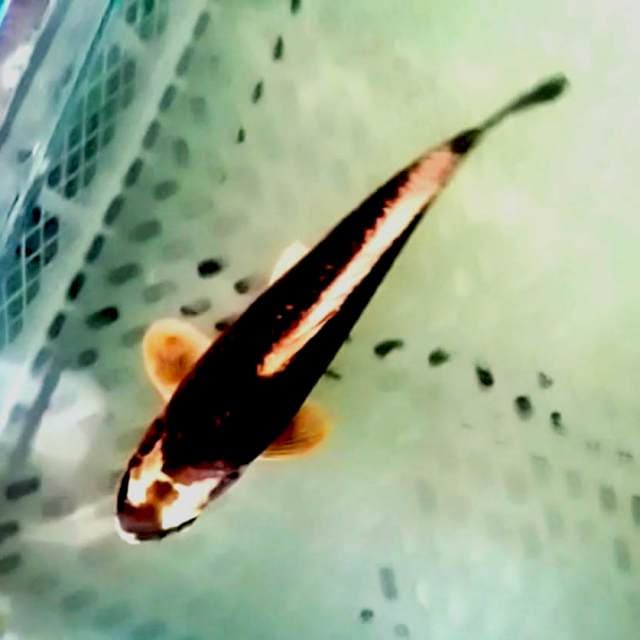 31cm F1 kabuto ginrin blink blink antik