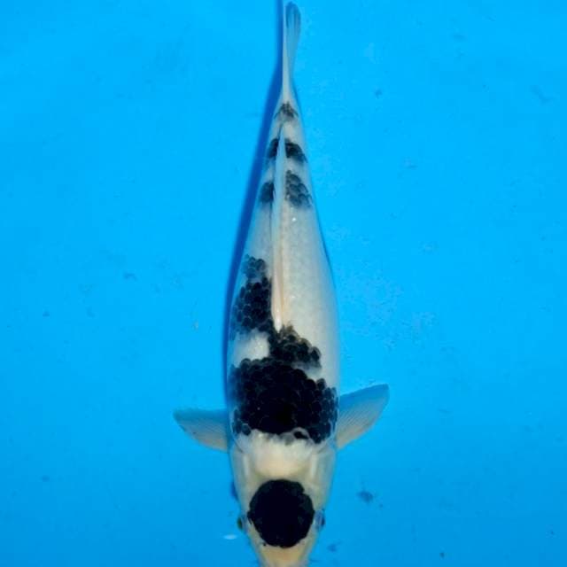 Budo goromo 