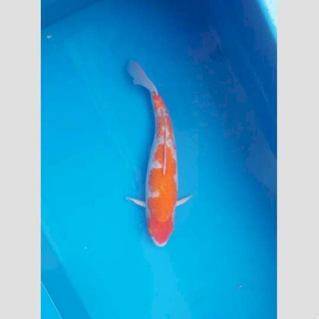 kohaku 50bu
