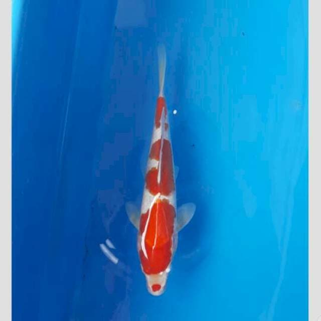 kohaku merah darah (korban PHP)