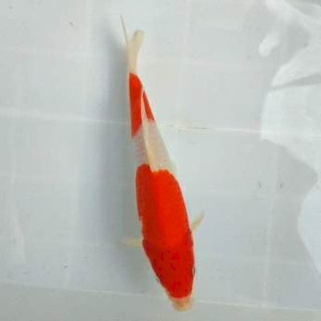 Kohaku 22cm