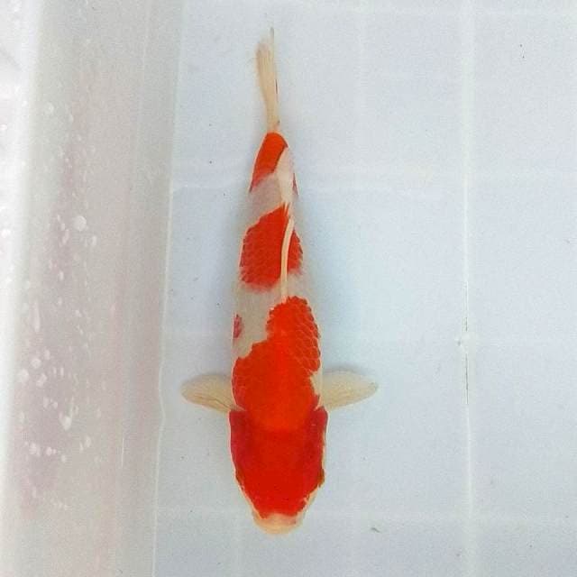 24 CM - KOHAKU