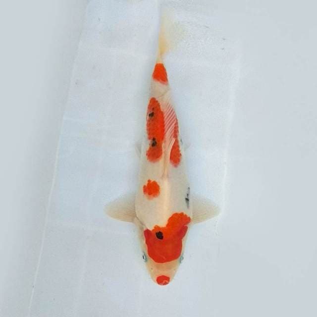 23 CM - SANKE KUCHIBENAI