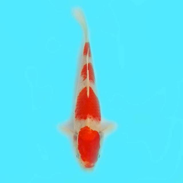 22 CM - KOHAKU 4 STEP