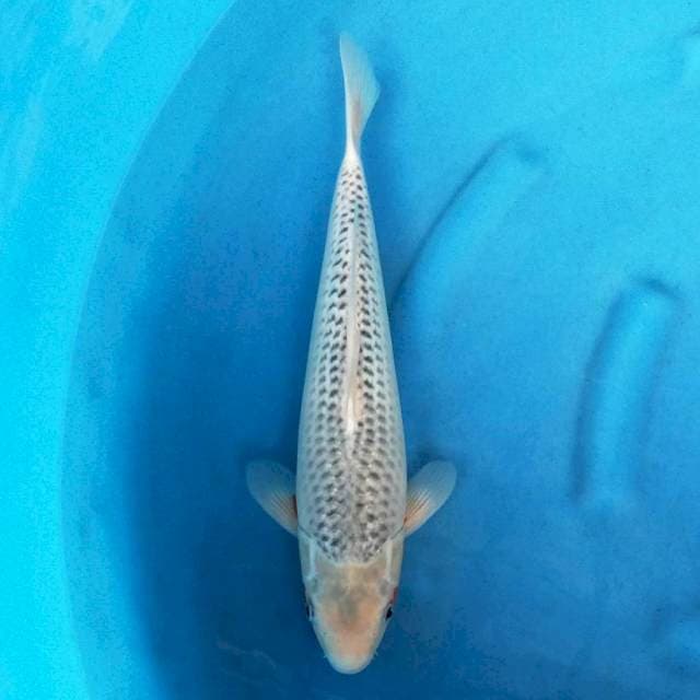 Narumi Asagi F1 Damiri Koi 