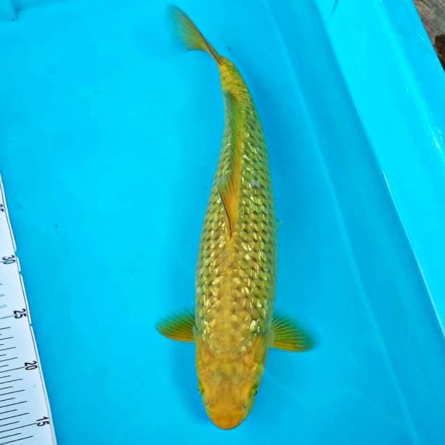 MIDORI GINRIN #40CM