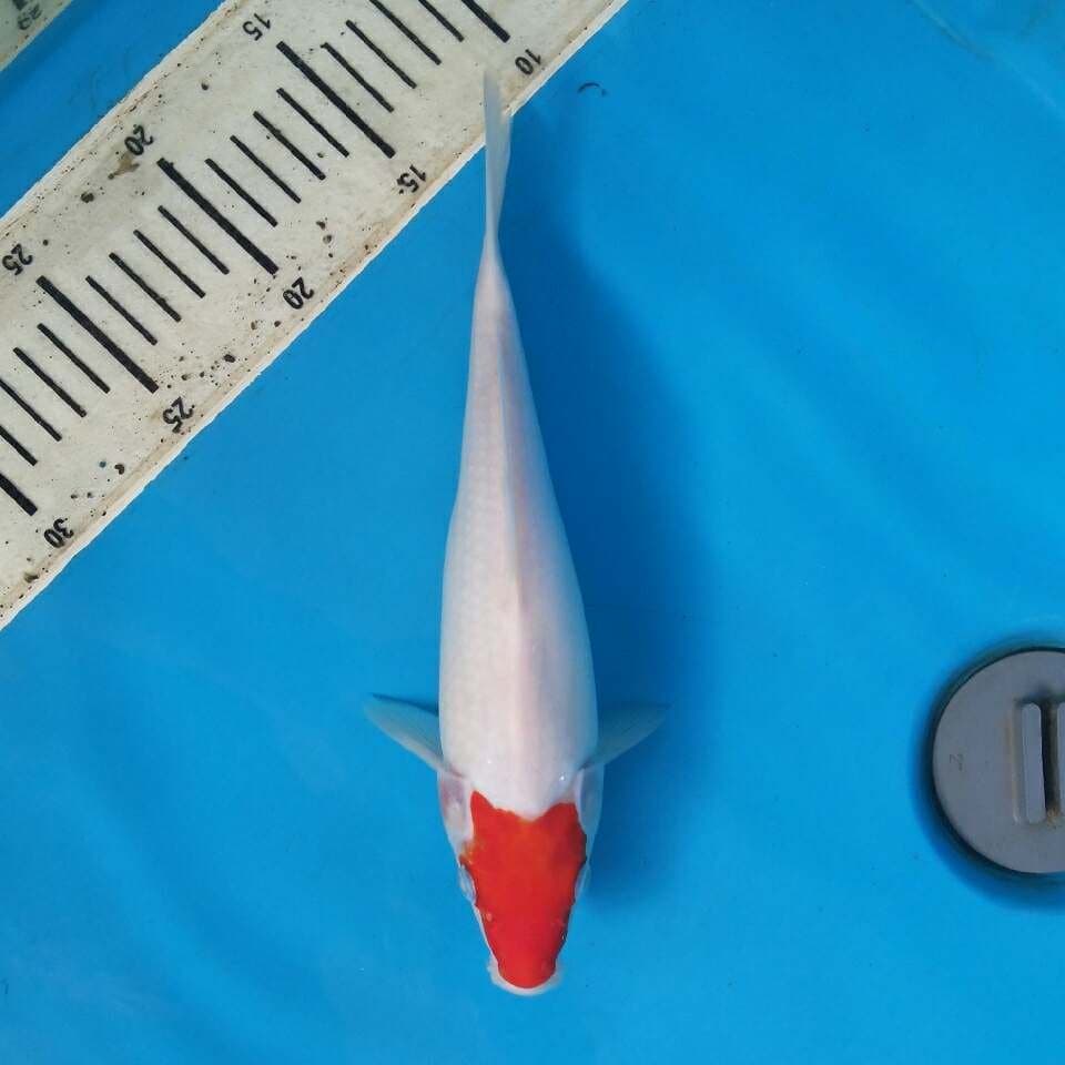 menkaburi kohaku