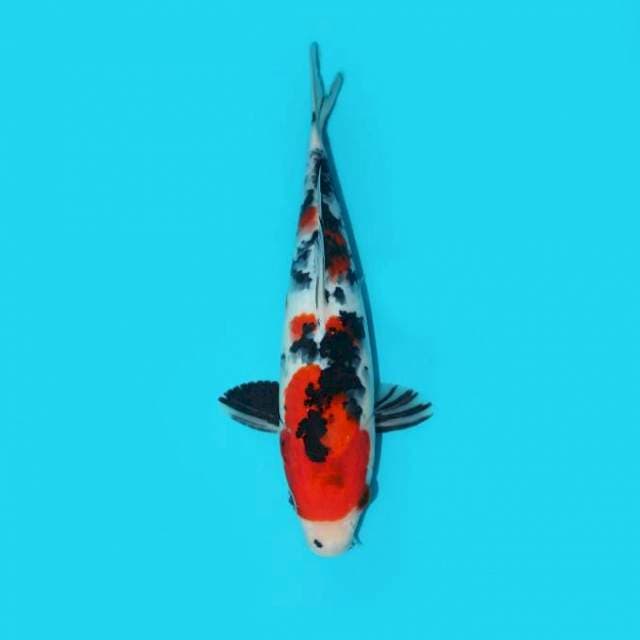 SHOWA TATEGOI 27 CM
