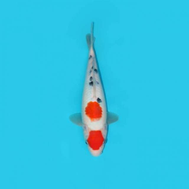 MARUTEN SANKE 23 CM