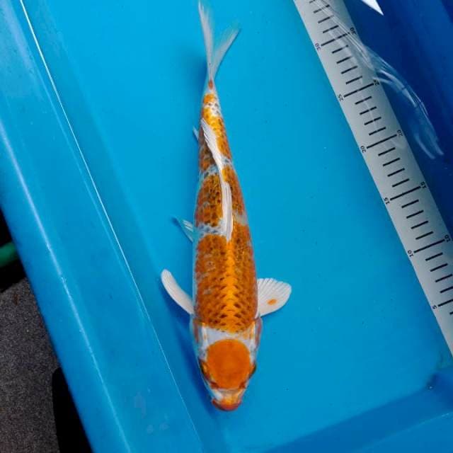 Kujaku 34 cm
