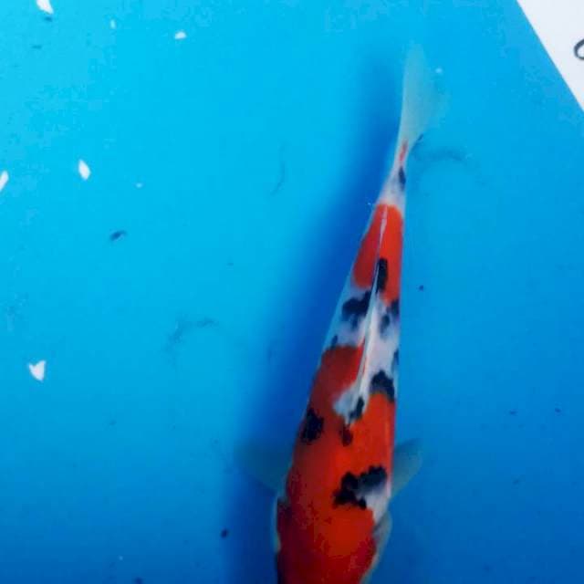 sanke jos 20cm